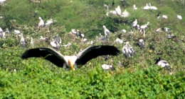 Ramanattukara, Amalavayal